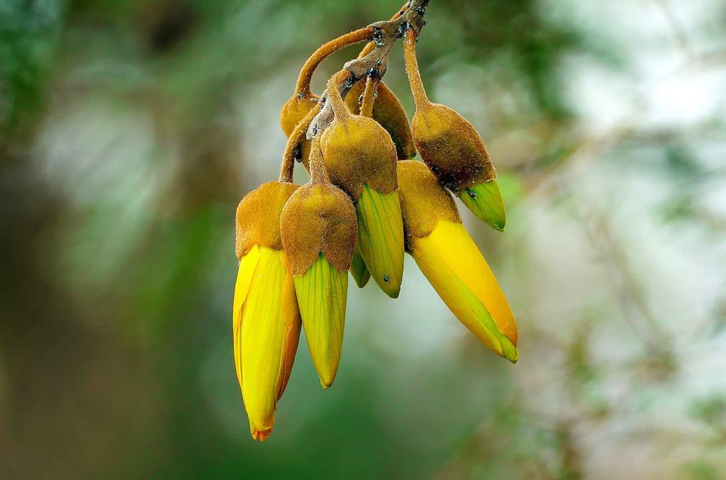 Guide to Planting Trees