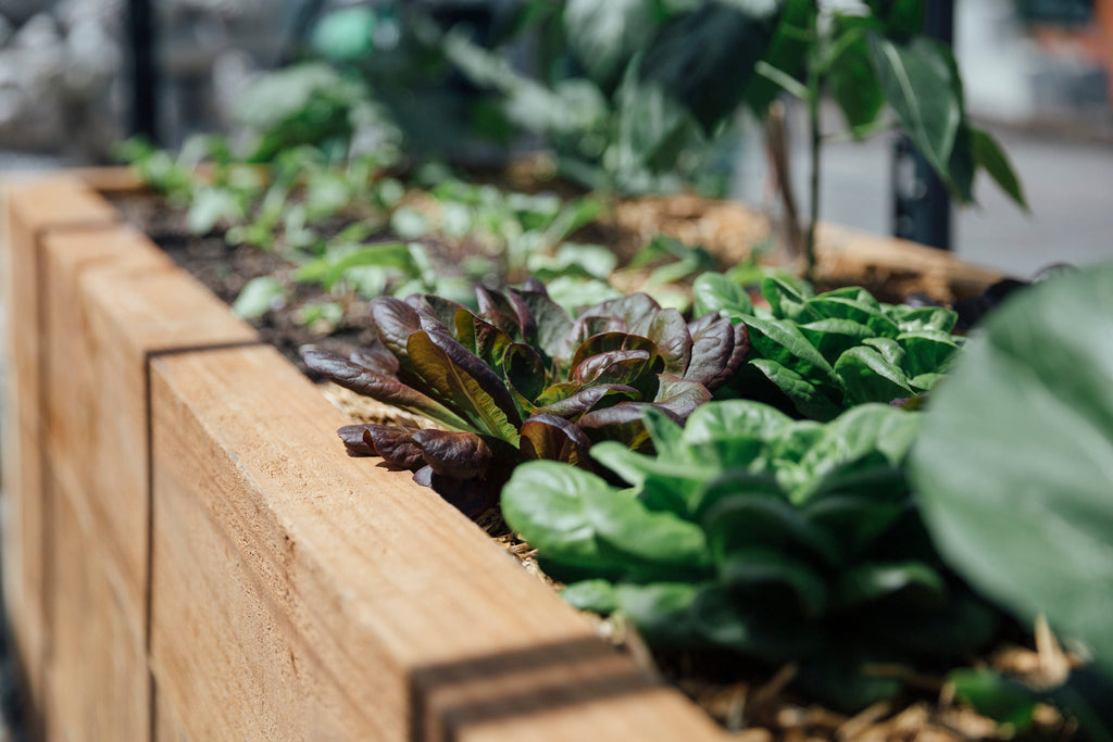 Build a raised garden bed with macrocarpa sleepers