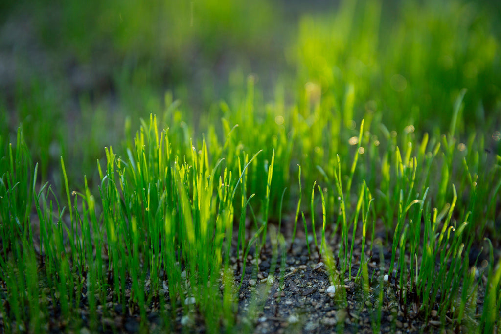 Sowing lawns: go early, go hard.
