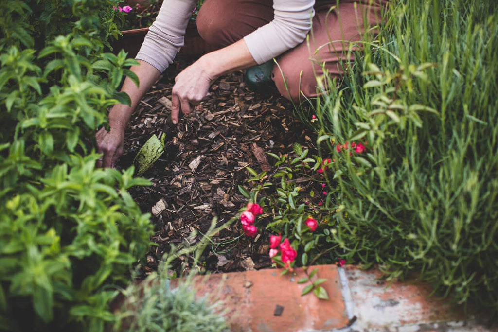 Top 10 Garden Tips for October