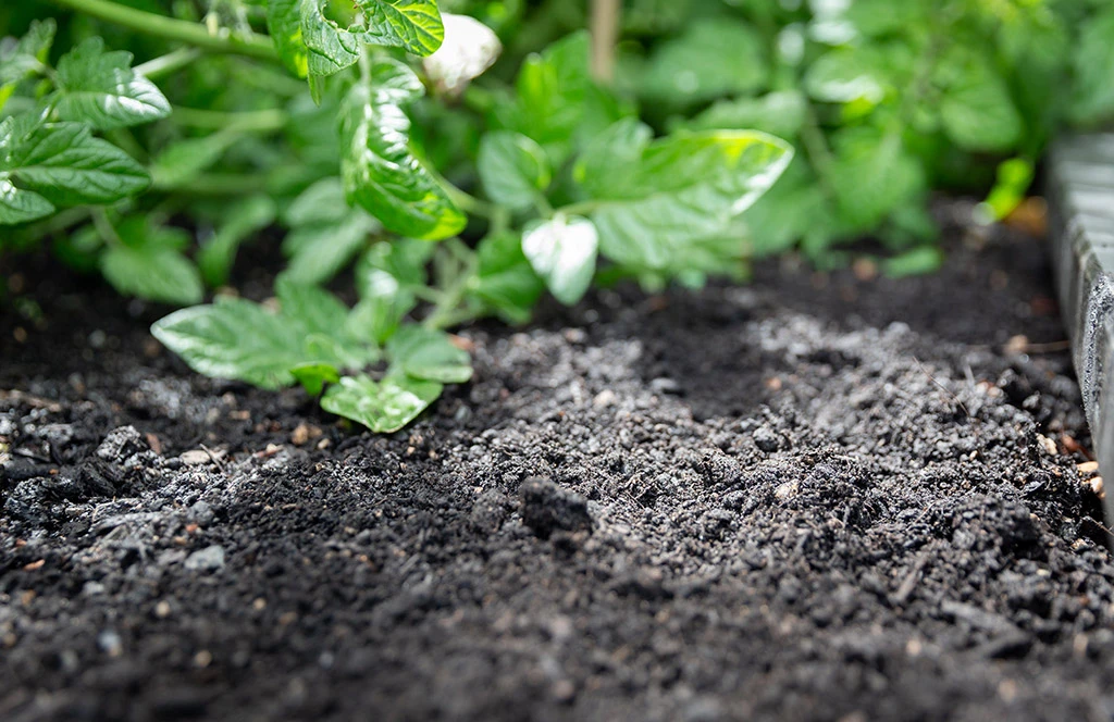 A dry growing season - what to do if your plants aren't thriving