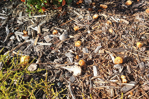 The Mushroom invasion - friend or foe?