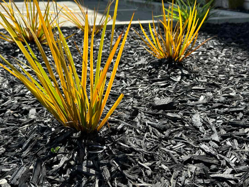 Black Decorative Mulch